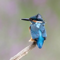 Martin-pêcheur d'Europe Alcedo atthis - Common Kingfisher