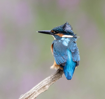 Martin-pêcheur d'Europe Alcedo atthis - Common Kingfisher