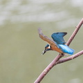 Martin-pêcheur d'Europe Alcedo atthis - Common Kingfisher