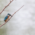 Martin-pêcheur d'Europe Alcedo atthis - Common Kingfisher