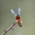 Martin-pêcheur d'Europe Alcedo atthis - Common Kingfisher