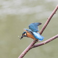 Martin-pêcheur d'Europe Alcedo atthis - Common Kingfisher