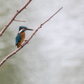 Martin-pêcheur d'Europe Alcedo atthis - Common Kingfisher