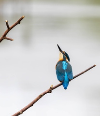 Martin-pêcheur d'Europe Alcedo atthis - Common Kingfisher