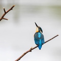 Martin-pêcheur d'Europe Alcedo atthis - Common Kingfisher