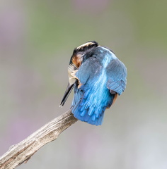 Martin-pêcheur d'Europe Alcedo atthis - Common Kingfisher