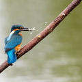 Martin-pêcheur d'Europe Alcedo atthis - Common Kingfisher