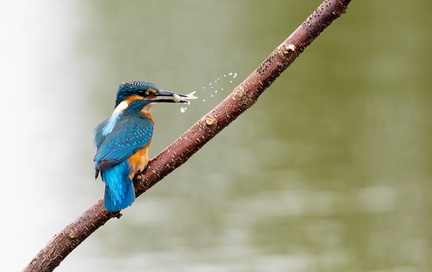 Martin-pêcheur d'Europe Alcedo atthis - Common Kingfisher