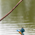 Martin-pêcheur d'Europe Alcedo atthis - Common Kingfisher