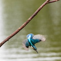 Martin-pêcheur d'Europe Alcedo atthis - Common Kingfisher