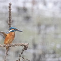 Martin-pêcheur d'Europe Alcedo atthis - Common Kingfisher (sur salicaire)