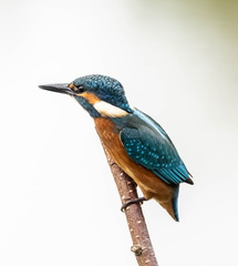 Martin-pêcheur d'Europe Alcedo atthis - Common Kingfisher