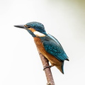 Martin-pêcheur d'Europe Alcedo atthis - Common Kingfisher