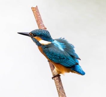 Martin-pêcheur d'Europe Alcedo atthis - Common Kingfisher