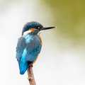 Martin-pêcheur d'Europe Alcedo atthis - Common Kingfisher