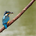 Martin-pêcheur d'Europe Alcedo atthis - Common Kingfisher