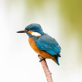 Martin-pêcheur d'Europe Alcedo atthis - Common Kingfisher