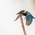 Martin-pêcheur d'Europe Alcedo atthis - Common Kingfisher