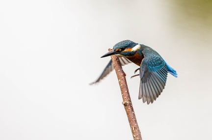 Martin-pêcheur d'Europe Alcedo atthis - Common Kingfisher