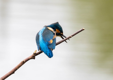 Martin-pêcheur d'Europe Alcedo atthis - Common Kingfisher