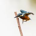 Martin-pêcheur d'Europe Alcedo atthis - Common Kingfisher