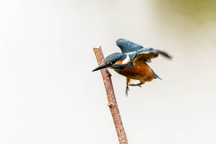 Martin-pêcheur d'Europe Alcedo atthis - Common Kingfisher