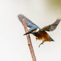 Martin-pêcheur d'Europe Alcedo atthis - Common Kingfisher