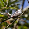 Orite à longue queue Mésange à longue queue Aegithalos caudatus - Long-tailed Tit