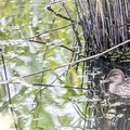  Sarcelle d'hiver Anas crecca - Eurasian Teal