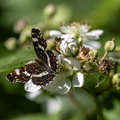 Carte géographique (Araschnia levana) 