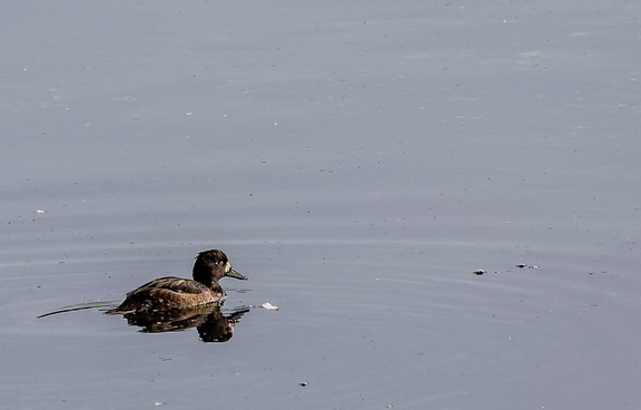 Fuligule milouinan Aythya marila - Greater Scaup (femelle)