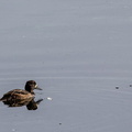 Fuligule milouinan Aythya marila - Greater Scaup (femelle)