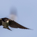 Hirondelle de fenêtre Delichon urbicum - Western House Martin
