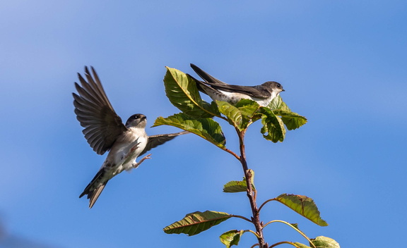 Hirondelle de fenêtre Delichon urbicum - Western House Martin