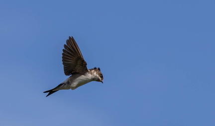 Hirondelle de fenêtre Delichon urbicum - Western House Martin