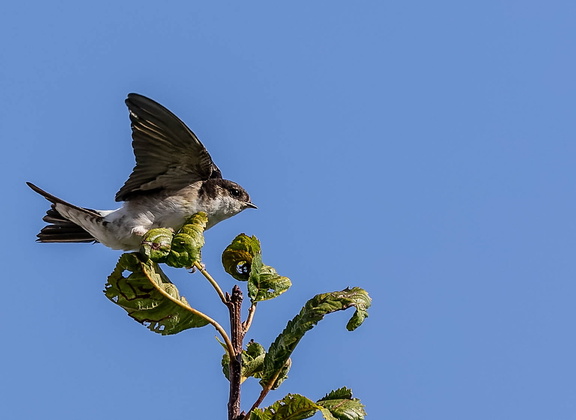 Hirondelle de fenêtre Delichon urbicum - Western House Martin