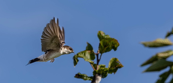  Hirondelle de fenêtre Delichon urbicum - Western House Martin