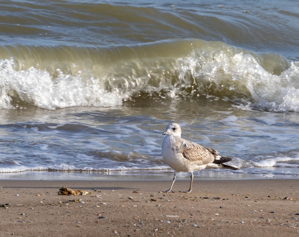 Goéland cendré Larus canus - Common Gull