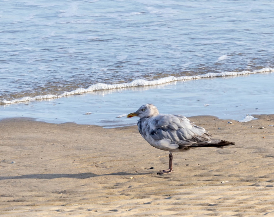 Goéland argenté Larus argentatus - European Herring Gull