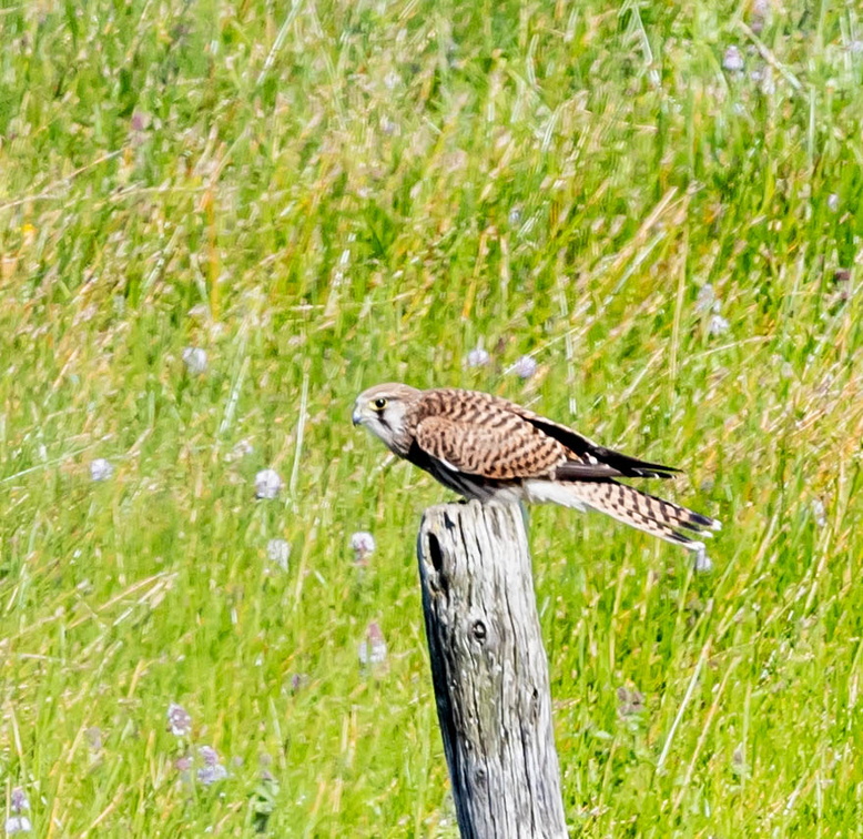 Faucon crécerelle Falco tinnunculus - Common Kestrel