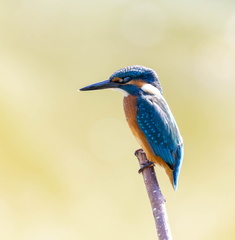 Martin-pêcheur d'Europe Alcedo atthis - Common Kingfisher