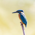 Martin-pêcheur d'Europe Alcedo atthis - Common Kingfisher