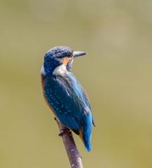 Martin-pêcheur d'Europe Alcedo atthis - Common Kingfisher