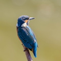 Martin-pêcheur d'Europe Alcedo atthis - Common Kingfisher