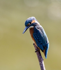 Martin-pêcheur d'Europe Alcedo atthis - Common Kingfisher