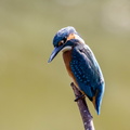 Martin-pêcheur d'Europe Alcedo atthis - Common Kingfisher