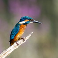 Martin-pêcheur d'Europe Alcedo atthis - Common Kingfisher