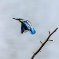 Martin-pêcheur d'Europe Alcedo atthis - Common Kingfisher