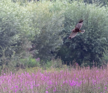 Busard des roseaux Circus aeruginosus - Western Marsh Harrier