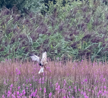 Busard des roseaux Circus aeruginosus - Western Marsh Harrier